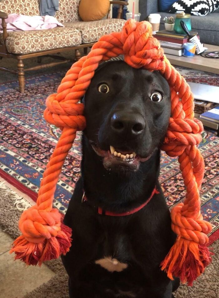 99 Of The Most Amusing Animal Faces To Make Your Day