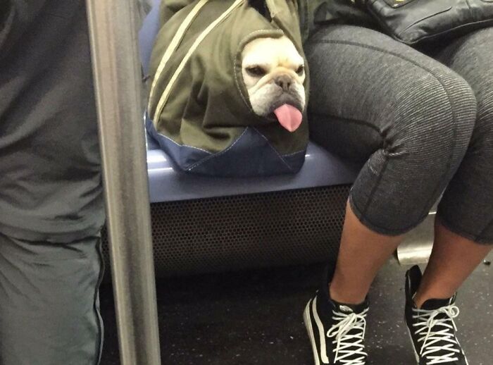 99 Of The Most Amusing Animal Faces To Make Your Day