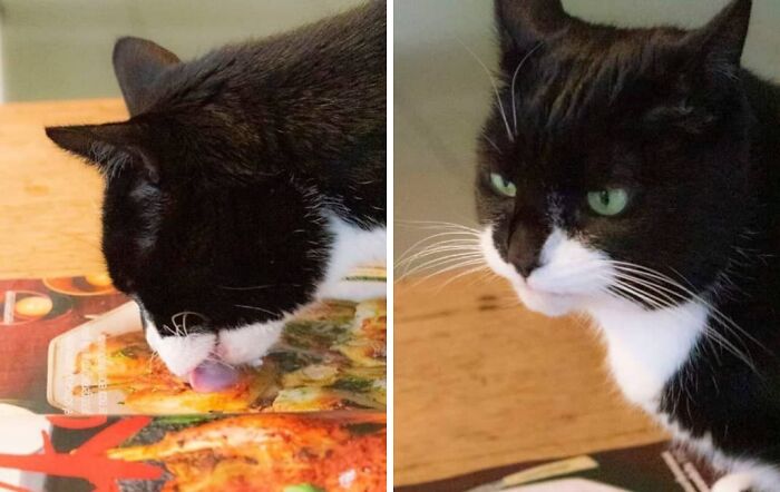 99 Of The Most Amusing Animal Faces To Make Your Day