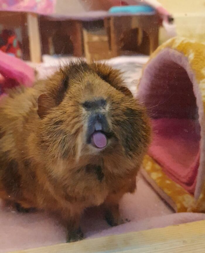 99 Of The Most Amusing Animal Faces To Make Your Day