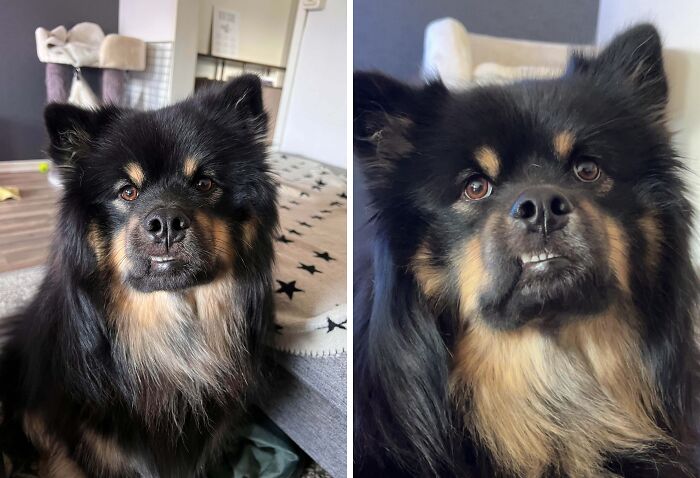 99 Of The Most Amusing Animal Faces To Make Your Day