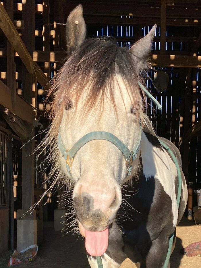 99 Of The Most Amusing Animal Faces To Make Your Day