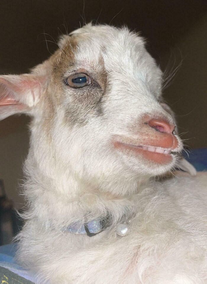 99 Of The Most Amusing Animal Faces To Make Your Day