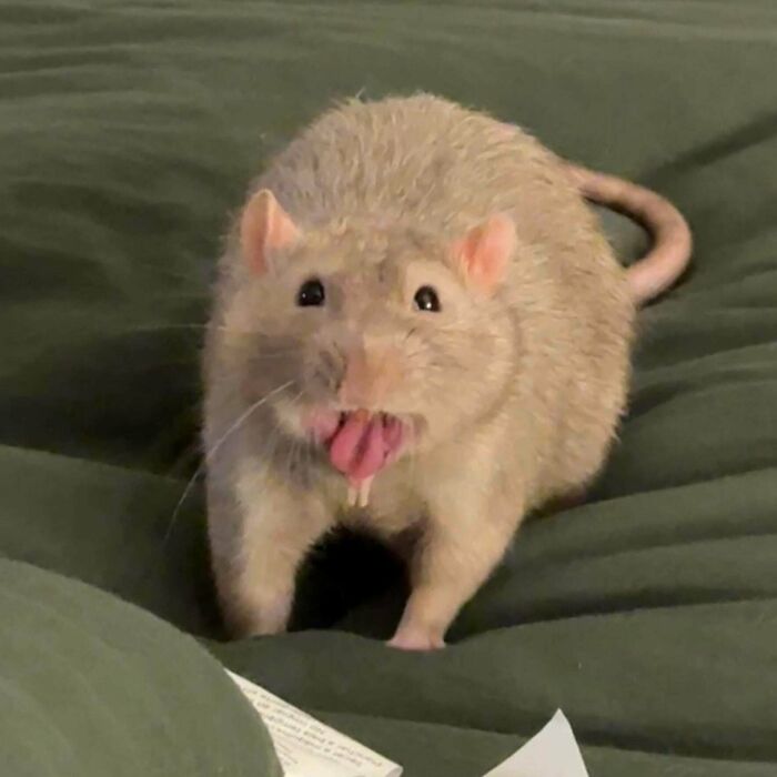 99 Of The Most Amusing Animal Faces To Make Your Day