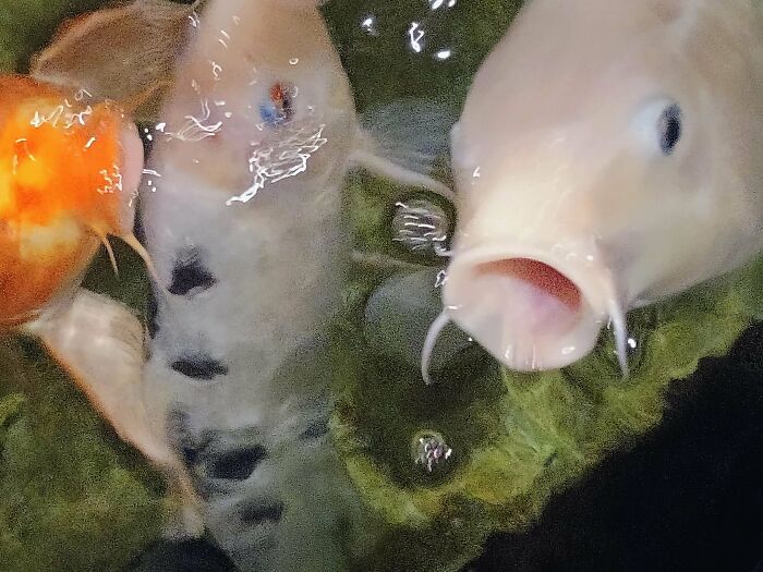 99 Of The Most Amusing Animal Faces To Make Your Day
