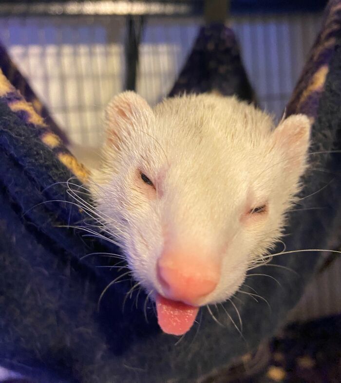 99 Of The Most Amusing Animal Faces To Make Your Day