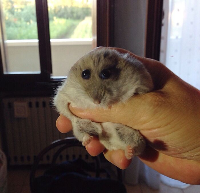 99 Of The Most Amusing Animal Faces To Make Your Day