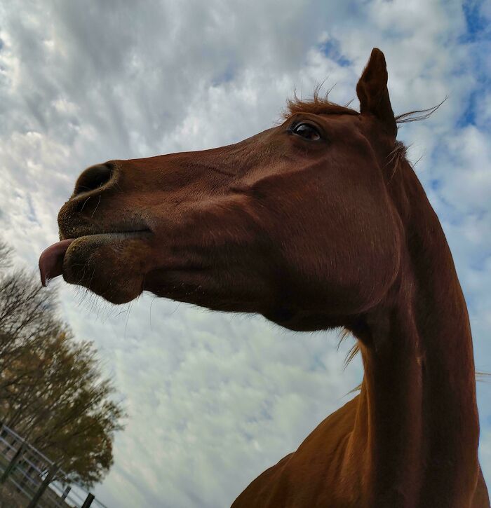 99 Of The Most Amusing Animal Faces To Make Your Day