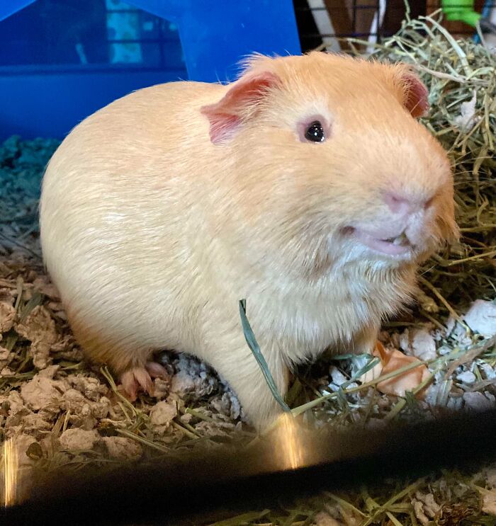 99 Of The Most Amusing Animal Faces To Make Your Day