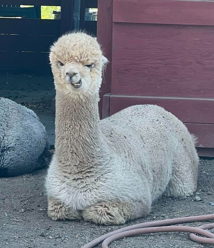 99 Of The Most Amusing Animal Faces To Make Your Day