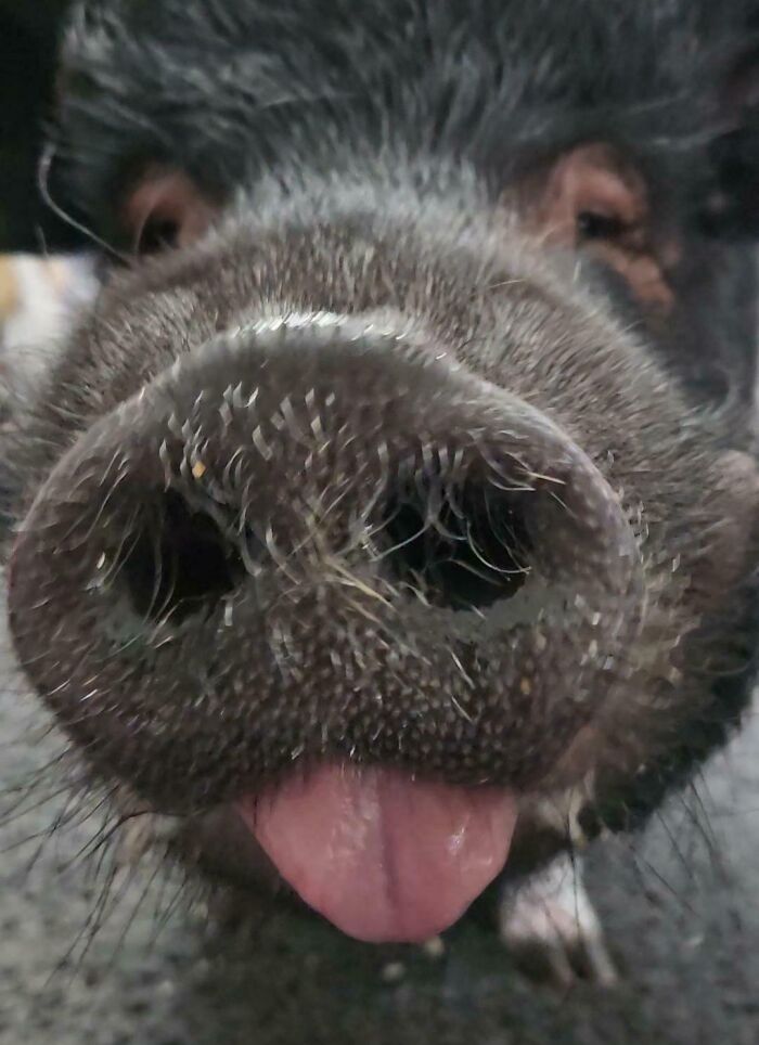 99 Of The Most Amusing Animal Faces To Make Your Day