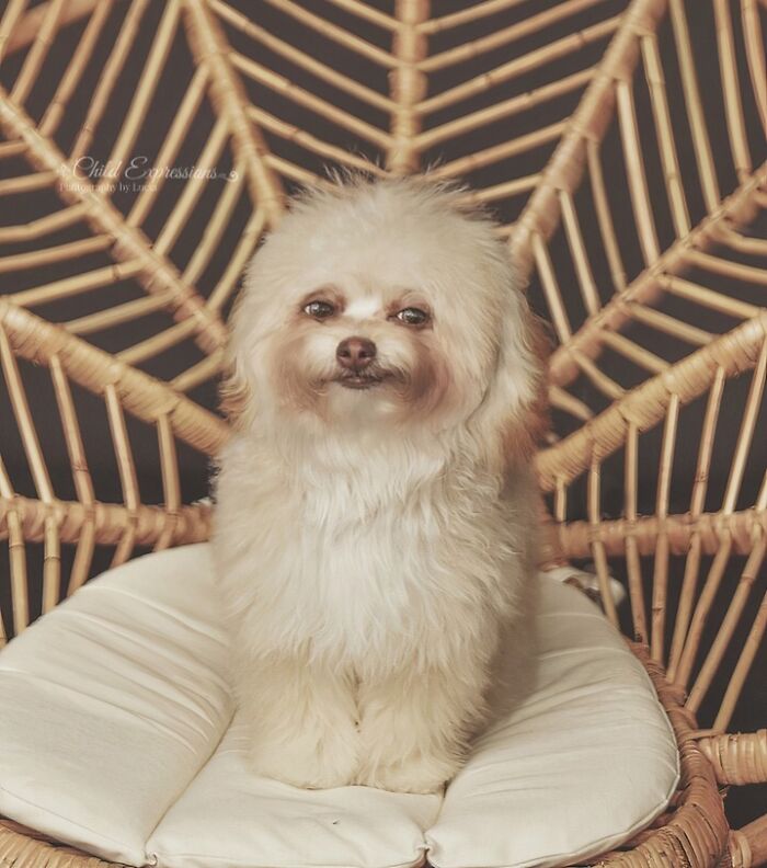 99 Of The Most Amusing Animal Faces To Make Your Day