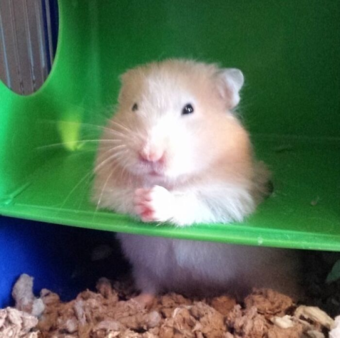 99 Of The Most Amusing Animal Faces To Make Your Day
