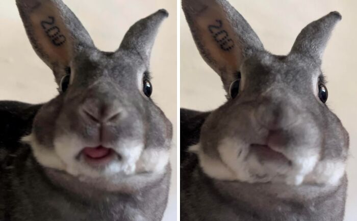 99 Of The Most Amusing Animal Faces To Make Your Day