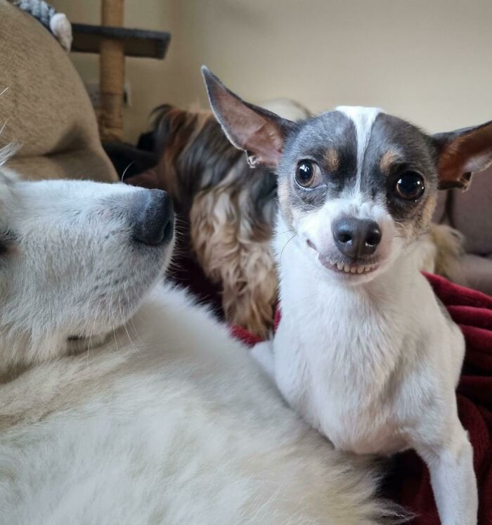 99 Of The Most Amusing Animal Faces To Make Your Day