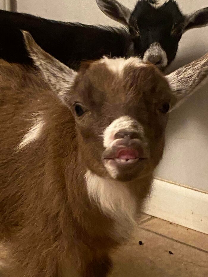 99 Of The Most Amusing Animal Faces To Make Your Day