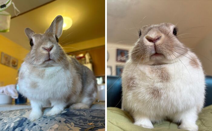 99 Of The Most Amusing Animal Faces To Make Your Day