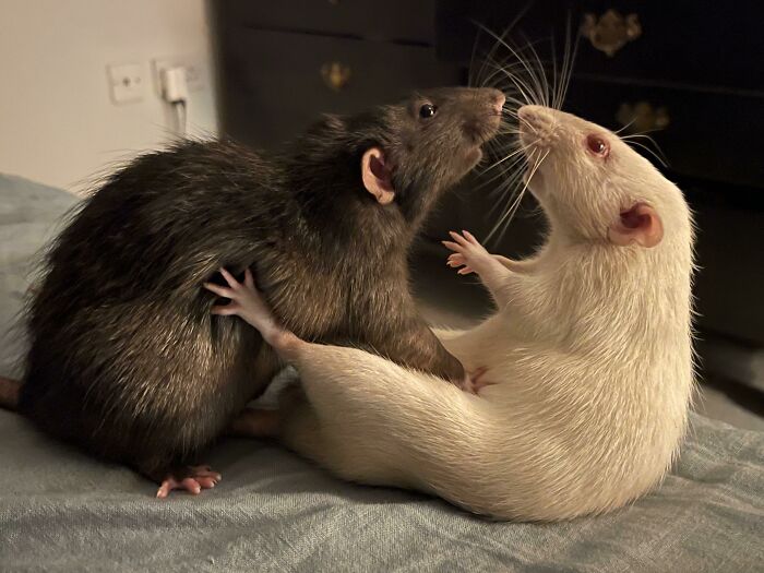 60 Accidental Renaissance Masterpieces Captured On Camera