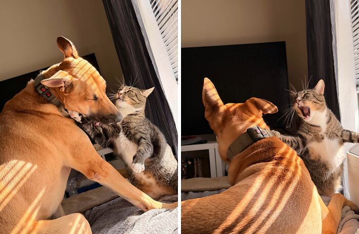 60 Accidental Renaissance Masterpieces Captured On Camera