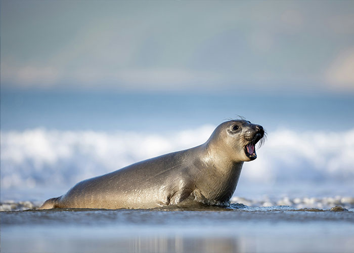 Lawyer For Tourist Who Hurled Rock At Beloved Seal Provides Unusual Justification For His Client’s Actions Lawyer For Tourist Who Hurled Rock At Beloved Seal Provides Unusual Justification For His Client’s Actions