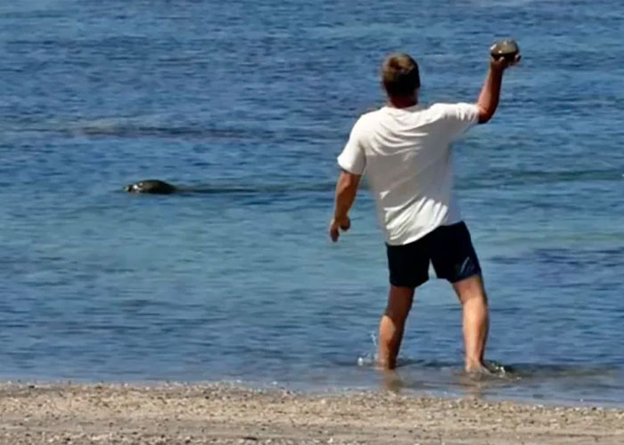 Lawyer For Tourist Who Hurled Rock At Beloved Seal Provides Unusual Justification For His Client’s Actions Lawyer For Tourist Who Hurled Rock At Beloved Seal Provides Unusual Justification For His Client’s Actions
