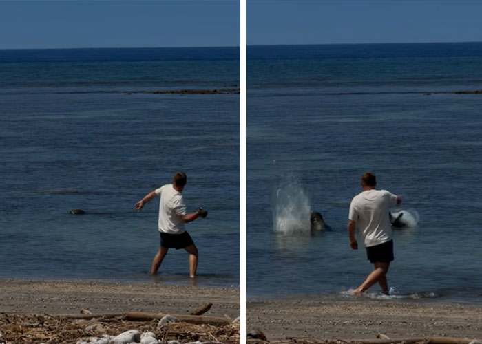 Lawyer For Tourist Who Hurled Rock At Beloved Seal Provides Unusual Justification For His Client’s Actions Lawyer For Tourist Who Hurled Rock At Beloved Seal Provides Unusual Justification For His Client’s Actions