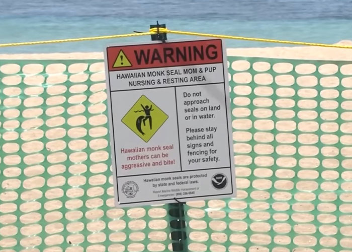 Lawyer For Tourist Who Hurled Rock At Beloved Seal Provides Unusual Justification For His Client’s Actions Lawyer For Tourist Who Hurled Rock At Beloved Seal Provides Unusual Justification For His Client’s Actions