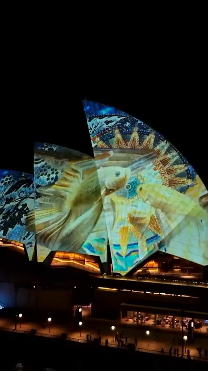 Sydney Drone Show Disaster Caught On Video As Nearly 90 Drones Plummet Into Harbour, Future Shows Cancelled