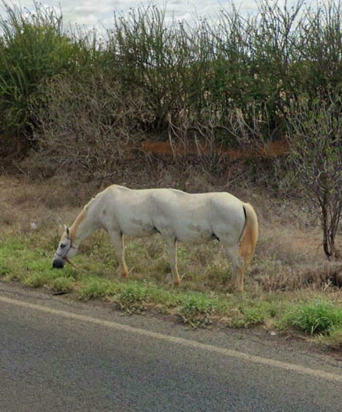 61 Bizarre And Funny Snapshots Found On Google Maps (New Pics)