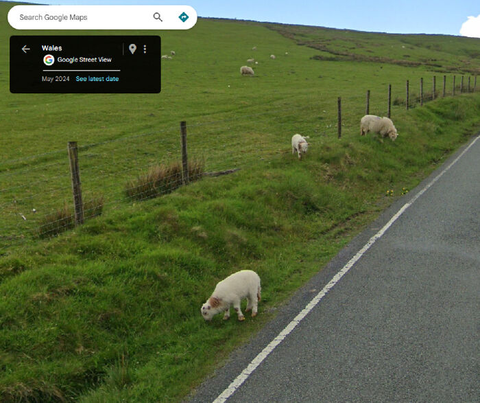 61 Bizarre And Funny Snapshots Found On Google Maps (New Pics)