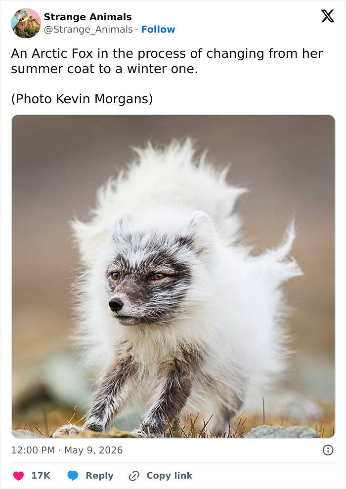 100 Rare And Bizarre Creatures That Prove Nature Has A Much Wilder Imagination Than We Do