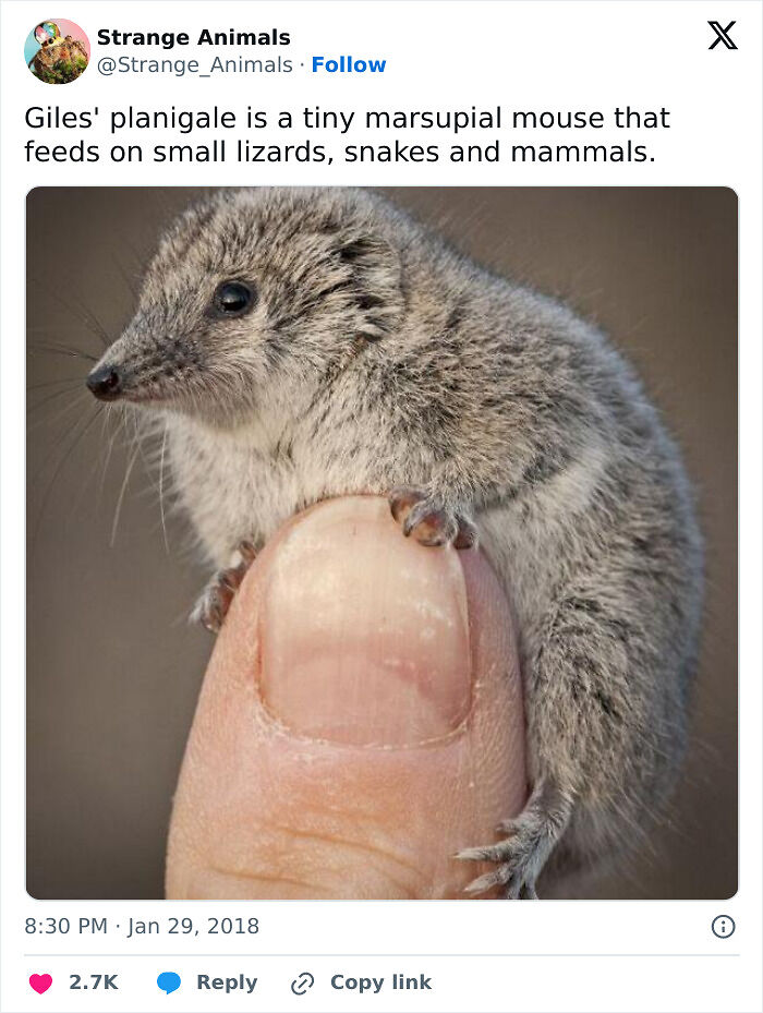 100 Rare And Bizarre Creatures That Prove Nature Has A Much Wilder Imagination Than We Do