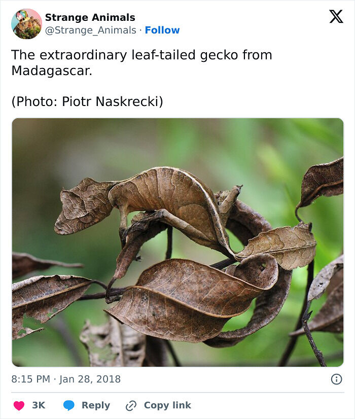 100 Rare And Bizarre Creatures That Prove Nature Has A Much Wilder Imagination Than We Do