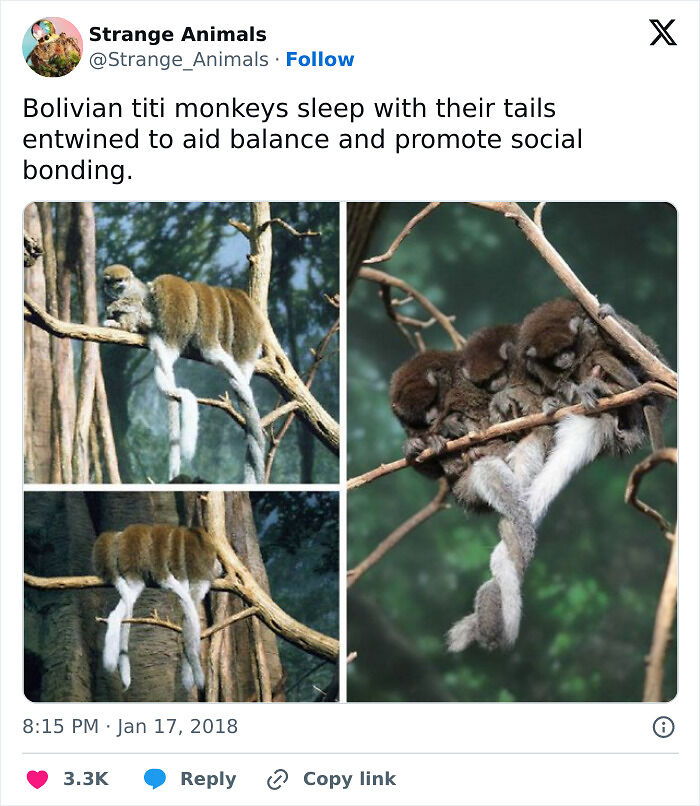 100 Rare And Bizarre Creatures That Prove Nature Has A Much Wilder Imagination Than We Do