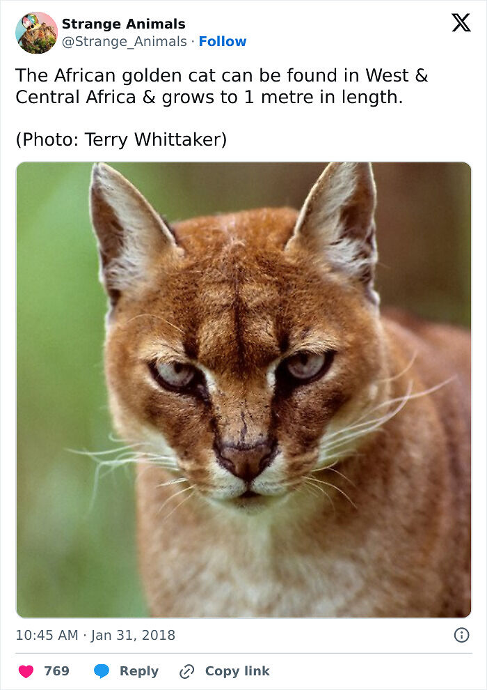100 Rare And Bizarre Creatures That Prove Nature Has A Much Wilder Imagination Than We Do