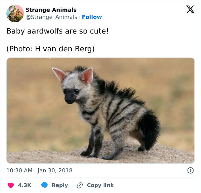100 Rare And Bizarre Creatures That Prove Nature Has A Much Wilder Imagination Than We Do