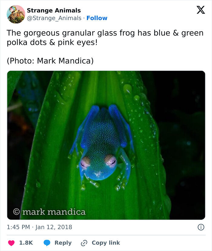 100 Rare And Bizarre Creatures That Prove Nature Has A Much Wilder Imagination Than We Do