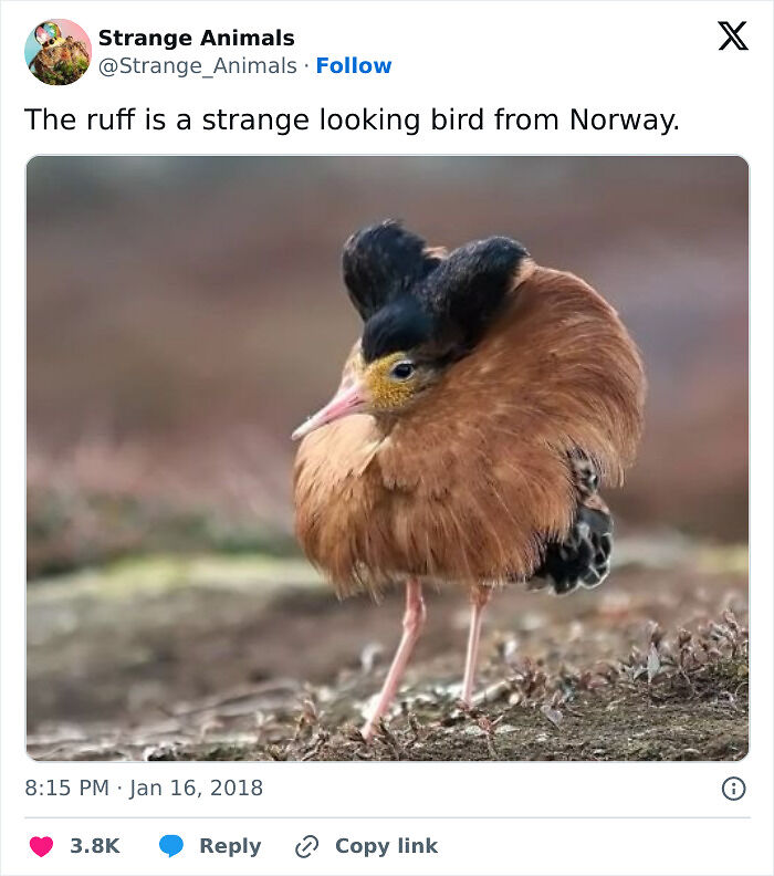 100 Rare And Bizarre Creatures That Prove Nature Has A Much Wilder Imagination Than We Do