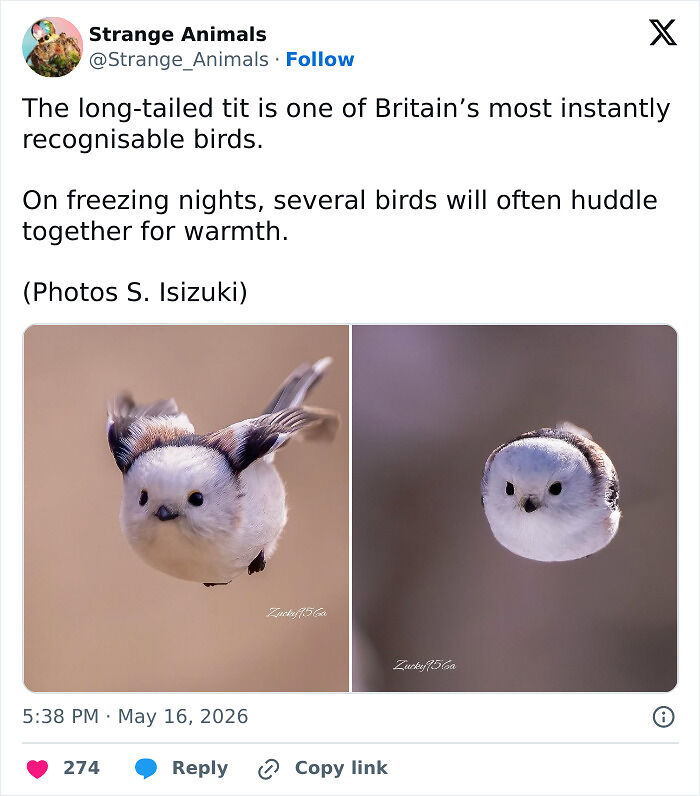 100 Rare And Bizarre Creatures That Prove Nature Has A Much Wilder Imagination Than We Do