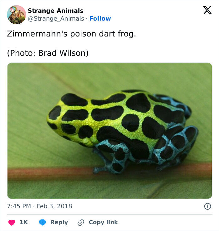 100 Rare And Bizarre Creatures That Prove Nature Has A Much Wilder Imagination Than We Do