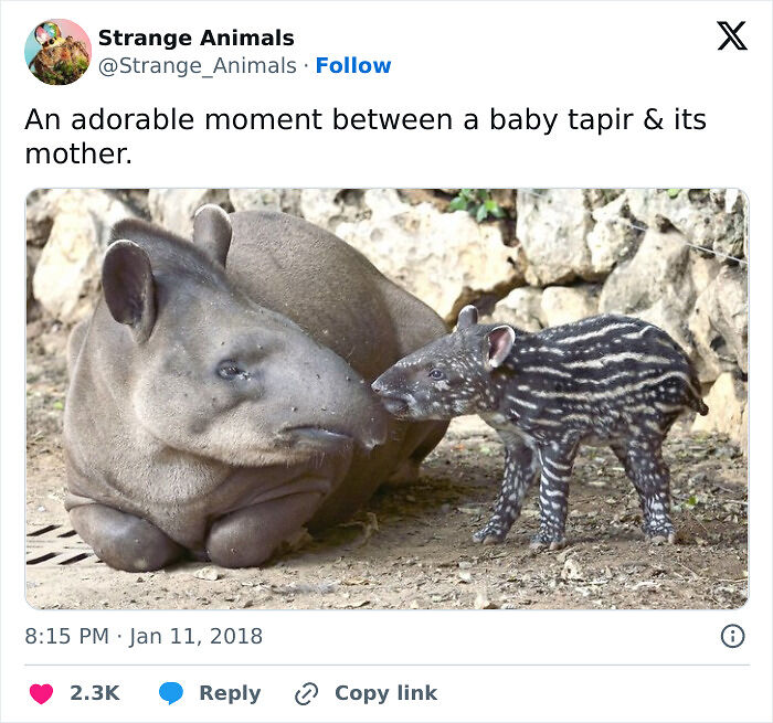100 Rare And Bizarre Creatures That Prove Nature Has A Much Wilder Imagination Than We Do