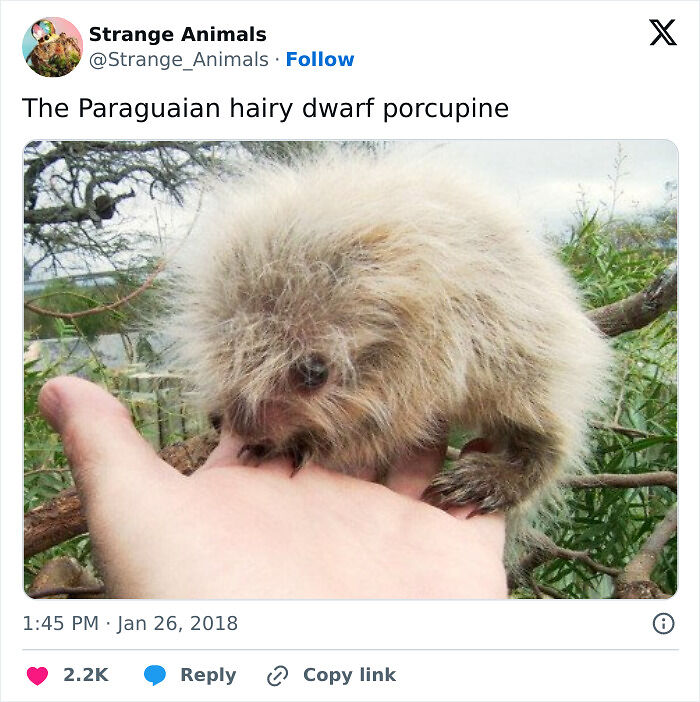 100 Rare And Bizarre Creatures That Prove Nature Has A Much Wilder Imagination Than We Do