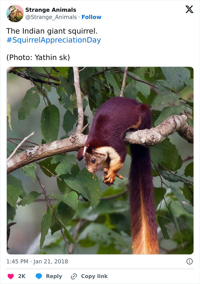 100 Rare And Bizarre Creatures That Prove Nature Has A Much Wilder Imagination Than We Do