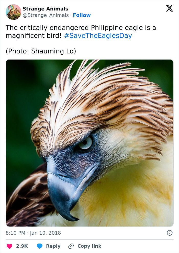 100 Rare And Bizarre Creatures That Prove Nature Has A Much Wilder Imagination Than We Do