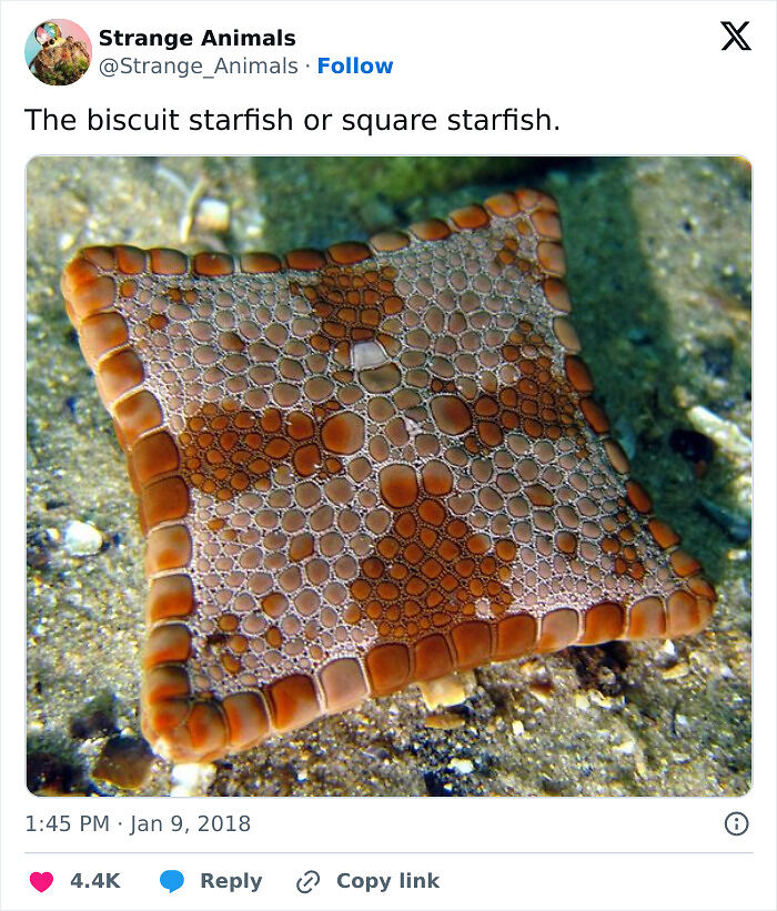 100 Rare And Bizarre Creatures That Prove Nature Has A Much Wilder Imagination Than We Do