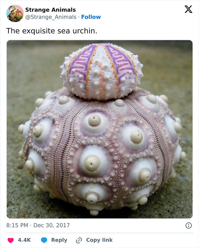 100 Rare And Bizarre Creatures That Prove Nature Has A Much Wilder Imagination Than We Do