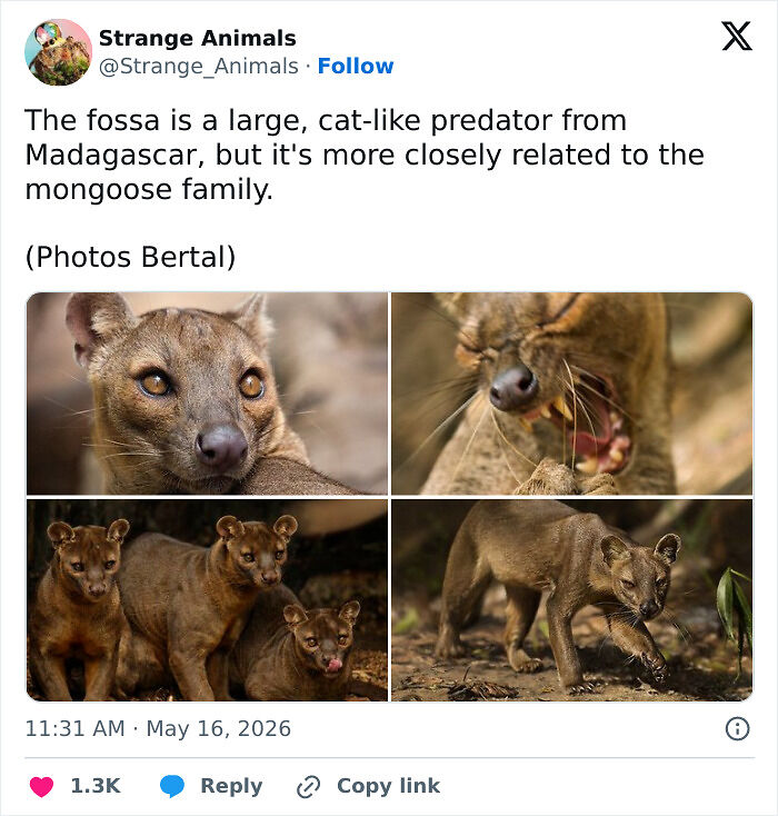 100 Rare And Bizarre Creatures That Prove Nature Has A Much Wilder Imagination Than We Do