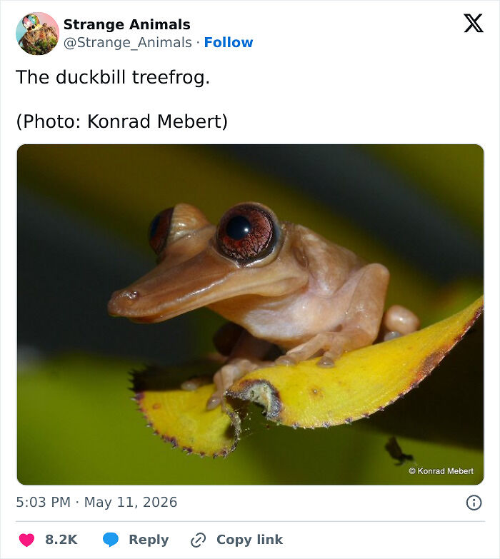 100 Rare And Bizarre Creatures That Prove Nature Has A Much Wilder Imagination Than We Do