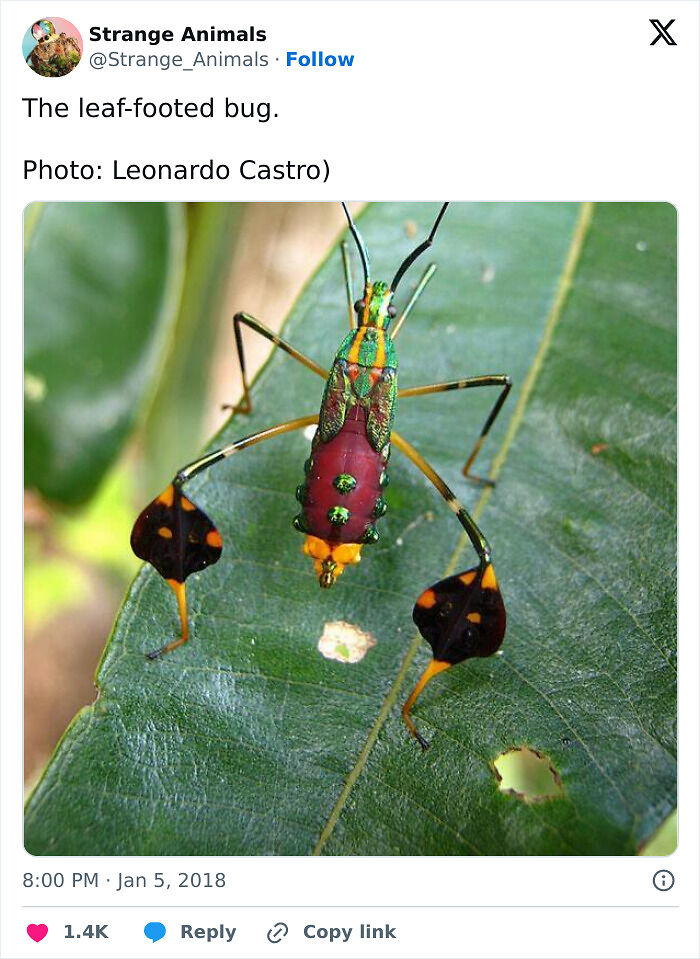 100 Rare And Bizarre Creatures That Prove Nature Has A Much Wilder Imagination Than We Do