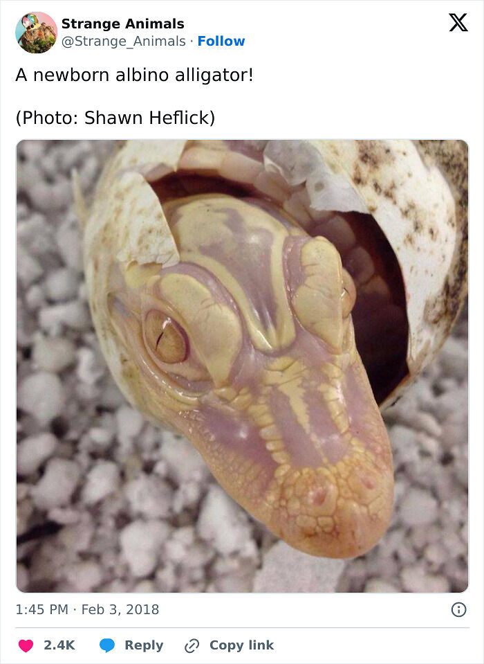 100 Rare And Bizarre Creatures That Prove Nature Has A Much Wilder Imagination Than We Do